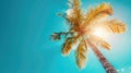 Idyllic Coconut Palm Tree against Clear Blue Sky Backdrop Royalty Free Stock Photo