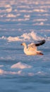 Snow Goose Taking Flight at Sunset Royalty Free Stock Photo
