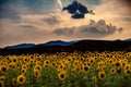 Landscape Of A Summer Sunset In The Sunflower Field, Romania