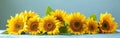 Helianthus in Bloom: Radiant Sunflower on a Pristine White Background Royalty Free Stock Photo