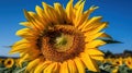 A close-up of a bright yellow sunflower against a blue sky created with Generative AI Royalty Free Stock Photo