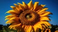 A close-up of a bright yellow sunflower against a blue sky created with Generative AI Royalty Free Stock Photo