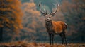 Majestic Presence: Deer in Autumn Forest