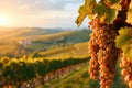 Sunset Vineyard Landscape, Wine Production Concept