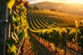 Sunset Vineyard Scenery, Wine Production Concept