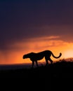 Stunning image of a cheetah silhouette against a vibrant sunset sky Royalty Free Stock Photo