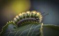 A butterfly green caterpillar on a green leaf in morning generative AI