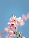 Delicate pink peach blossoms on the background of the blue sky Royalty Free Stock Photo