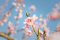 Stunning image of delicate pink peach blossoms against a backdrop of the beautiful blue sky Royalty Free Stock Photo