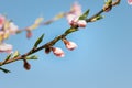 Stunning image of delicate pink peach blossoms against a backdrop of the beautiful blue sky Royalty Free Stock Photo