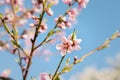Stunning image of delicate pink peach blossoms against a backdrop of the beautiful blue sky Royalty Free Stock Photo