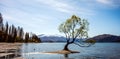 Stunning image of the famous Wanaka tree with the snowy Mount Cook in the background taken on a sunny winter day, New Zealand