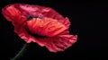 Red Poppy Remembrance: Symbol of Armistice & ANZAC Day on Black Background Royalty Free Stock Photo
