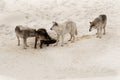 Stunning image of five wild wolves gathered in a snowy wooded landscape