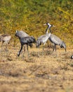 Stunning image of a flock of cranes gathered in the desert