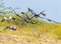 Stunning image of a flock of cranes gathered in the desert Royalty Free Stock Photo