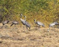 Stunning image of a flock of cranes gathered in the desert Royalty Free Stock Photo