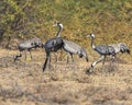 Stunning image of a flock of cranes gathered in the desert Royalty Free Stock Photo