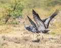 Stunning image of a flock of cranes gathered in the desert Royalty Free Stock Photo