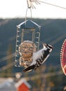 Stunning image of hairy woodpecker on suet feeder