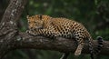 Leopard Resting on a Tree Branch Royalty Free Stock Photo