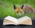 Stunning image of red fox vulpes vulpes in lush Summer countryside landscape in pages of imaginary reading book