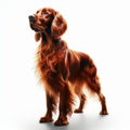 Image of isolated Red Setter against pure white background, ideal for presentations