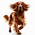 Image of isolated Red Setter against pure white background, ideal for presentations