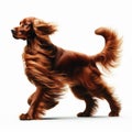 Image of isolated Red Setter against pure white background, ideal for presentations