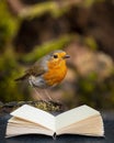 Stunning image of Robin Red Breast bird Erithacus Rubecula on branch in Spring sunshine coming out of pages on book in composite Royalty Free Stock Photo