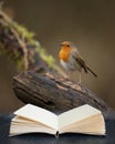 Stunning image of Robin Red Breast bird Erithacus Rubecula on branch in Spring sunshine coming out of pages of imaginary reading Royalty Free Stock Photo