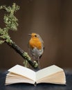 Stunning image of Robin Red Breast bird Erithacus Rubecula on branch in Spring sunshine coming out of pages in reading book Royalty Free Stock Photo