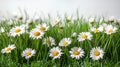 Serene White Daisies Sprinkled on Lush Green Grass