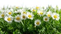 Serene White Daisies Sprinkled on Lush Green Grass