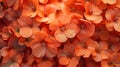 Vibrant Orange Blooms: Stunning Generative AI-Generated Flowers