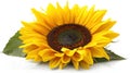 Vibrant Sunflower Bloom - Isolated on White Background with Ripe Yellow Petals and Dark Center Royalty Free Stock Photo