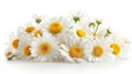 Pure White Camomile Blossoms Isolated on Background