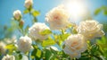 Sunlit White Bush Roses Against Blue Sky: Beautiful Floral Background for Spring or Summer Royalty Free Stock Photo