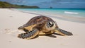 Sea Turtle on a Tropical Beach Royalty Free Stock Photo
