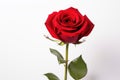 A stunning image of a single red rose set against a clean white background, capturing the timeless beauty of this classic flower,