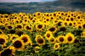 Stunning image of a sunflower field in full bloom, showcasing an array of vibrant yellow blooms