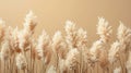 Monochrome Beauty: Minimalistic Pattern of Dry Pampas Grass Reeds on Beige Background with Neutral Colors and Copy Space