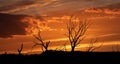 the silhouette of three tree with sky in the background at sunset