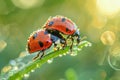 Two Ladybugs Perched on a Dewy Blade of Grass with Sunlight and Bokeh Background in the Morning Royalty Free Stock Photo