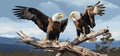 Stunning Showdown: Majestic Bald Eagles Captured in Tense Standoff