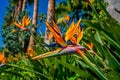 Stunning image of a vibrant paradise plant amidst a lush tropical landscape