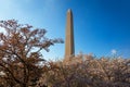Stunning image of the Washington Monument with cherry blossoms in full bloom surrounding it Royalty Free Stock Photo