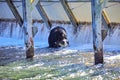 Stunning images of a bear hunting salmon