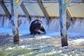 Stunning images of a bear hunting salmon