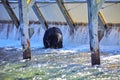 Stunning images of a bear hunting salmon